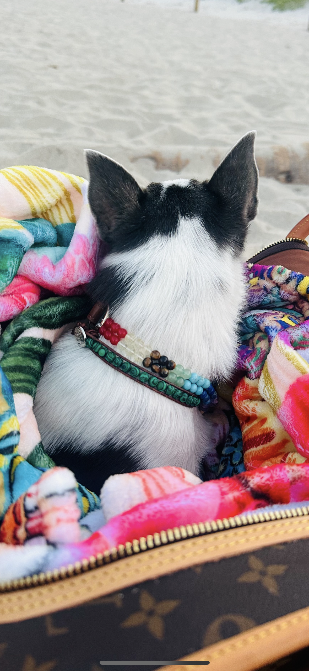 Malachite gemstone dog collar with Tree of Life charm – Sacred Pup