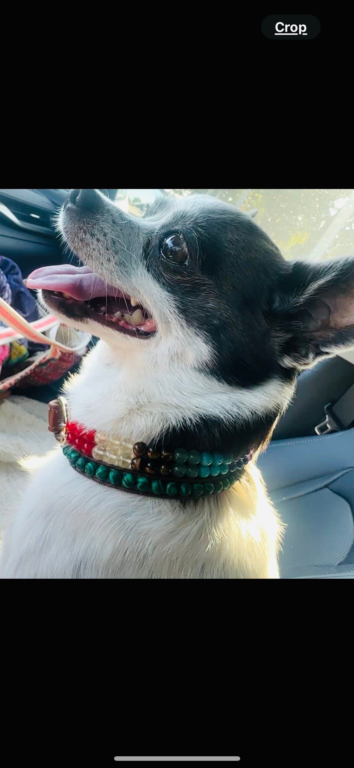 Malachite gemstone dog collar with Tree of Life charm – Sacred Pup