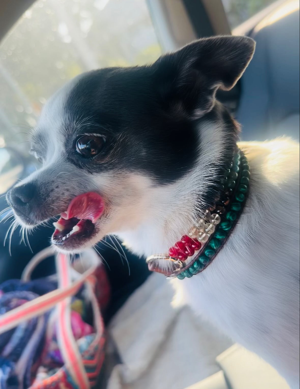 Seven-chakra gemstone dog collar for harmony – Sacred Pup