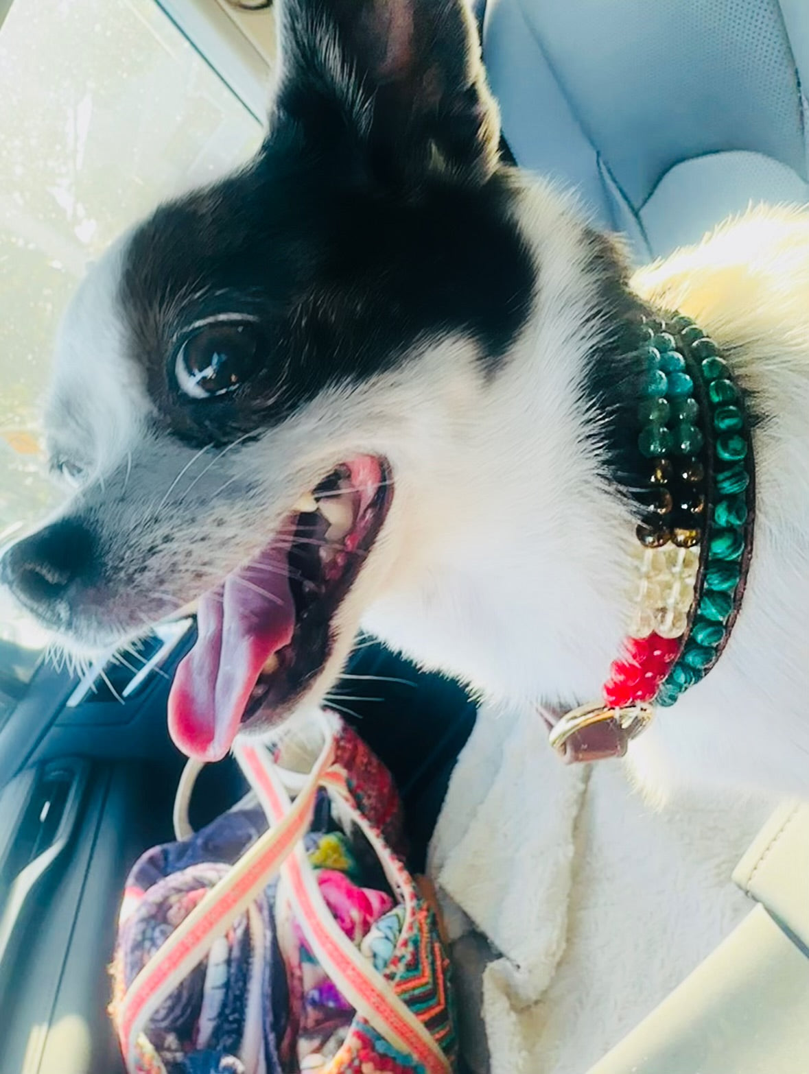 Seven-chakra gemstone dog collar for harmony – Sacred Pup