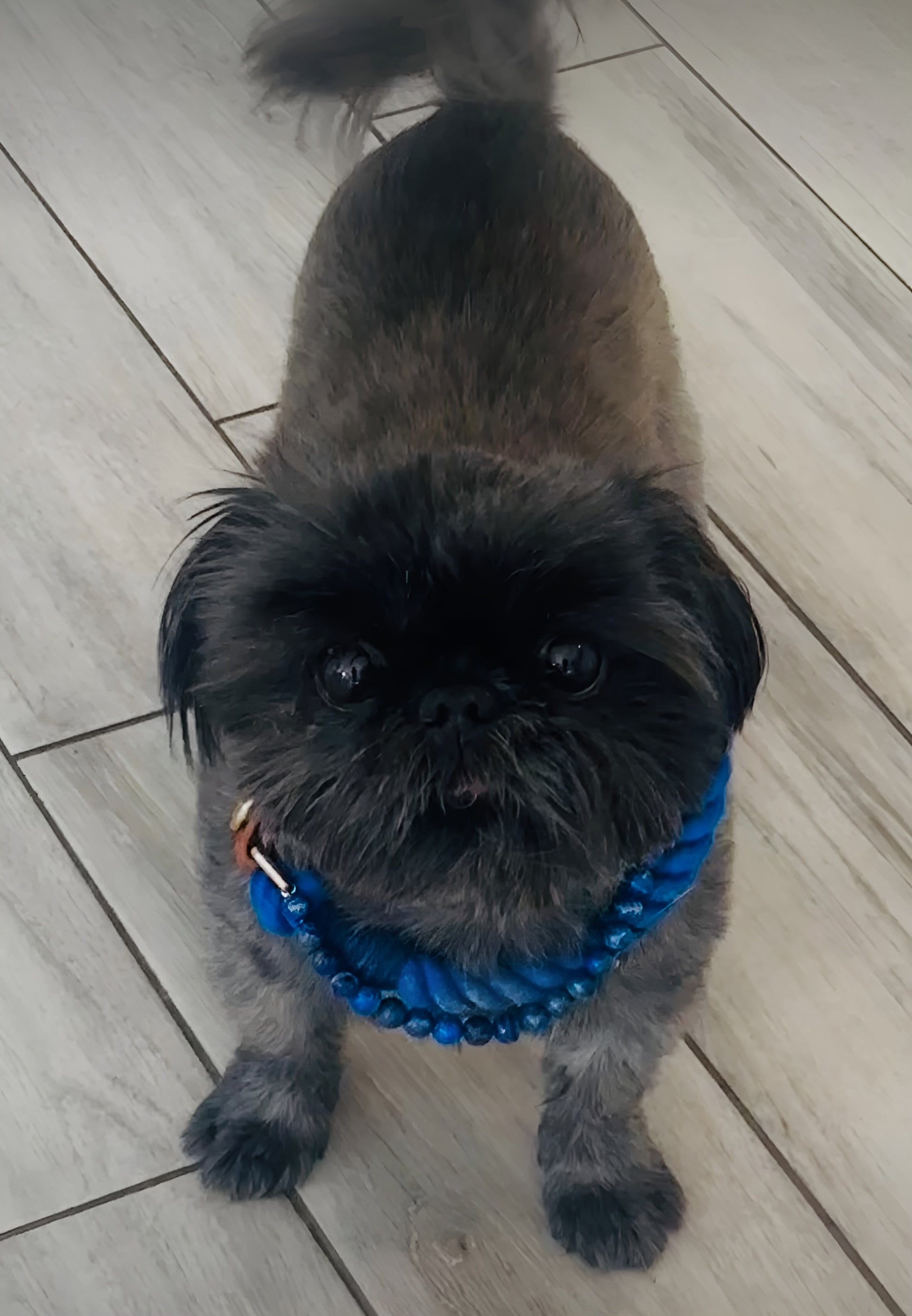 Lapis Lazuli beaded rope dog collar for intuition – Sacred Pup